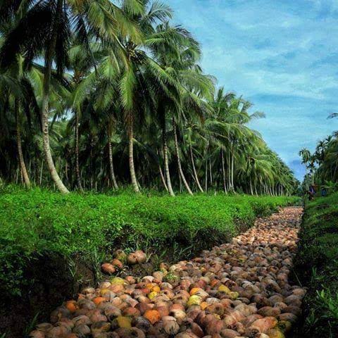 Ilustrasi kebun kelapa yang menjadi denyut nadi perekonomian masyarakat Inhil (foto/int)
